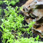 植栽から4日目　パールグラス